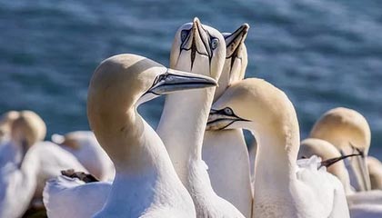 爱游戏体育app网页版下载-VALORANT 职业选手竞技状态火热，valorant职业选手设置