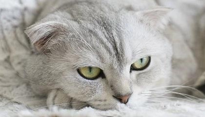 爱游戏体育app网页版下载-VALORANT 职业选手竞技状态火热，valorant职业选手设置